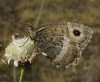Arethusana arethusa Arethusana arethusa