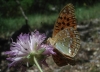 Argynnis adippe Argynnis adippe