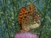 Argynnis adippe Argynnis adippe
