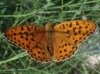 Argynnis adippe Argynnis adippe