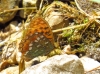 Argynnis adippe Argynnis adippe