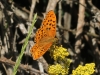 Argynnis adippe Argynnis adippe