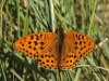 Argynnis adippe Argynnis adippe