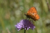 Argynnis niobe Argynnis niobe
