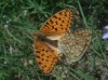 Argynnis niobe Argynnis niobe