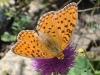 Argynnis niobe Argynnis niobe
