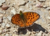 Argynnis niobe Argynnis niobe