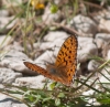 Argynnis niobe Argynnis niobe