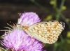 Argynnis niobe Argynnis niobe