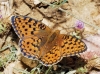 Argynnis niobe Argynnis niobe
