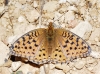 Argynnis niobe Argynnis niobe