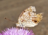 Argynnis niobe Argynnis niobe