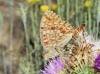 Argynnis niobe Argynnis niobe