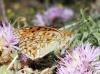 Argynnis niobe Argynnis niobe