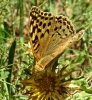 Argynnis pandora Argynnis pandora