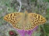 Argynnis pandora Argynnis pandora