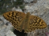 Argynnis pandora Argynnis pandora