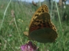 Argynnis pandora Argynnis pandora