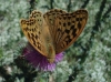 Argynnis pandora Argynnis pandora