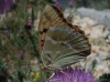 Argynnis pandora Argynnis pandora