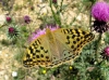Argynnis pandora Argynnis pandora