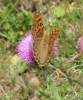 Argynnis pandora Argynnis pandora