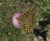 Argynnis pandora Argynnis pandora