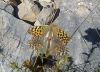 Argynnis pandora Argynnis pandora