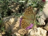 Argynnis pandora Argynnis pandora