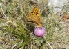 Argynnis pandora Argynnis pandora