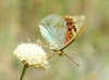 Argynnis pandora Argynnis pandora