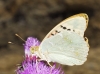 Argynnis pandora Argynnis pandora