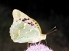 Argynnis pandora Argynnis pandora