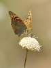 Argynnis pandora Argynnis pandora