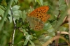 Argynnis paphia Argynnis paphia