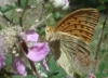 Argynnis paphia Argynnis paphia