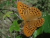 Argynnis paphia Argynnis paphia