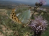 Argynnis paphia Argynnis paphia