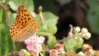 Argynnis paphia Argynnis paphia