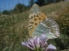 Argynnis paphia Argynnis paphia
