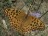 Argynnis paphia Argynnis paphia