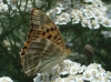 Argynnis paphia Argynnis paphia