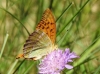 Argynnis paphia Argynnis paphia