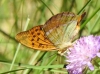 Argynnis paphia Argynnis paphia