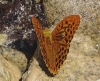 Argynnis paphia Argynnis paphia