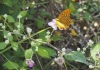 Argynnis paphia Argynnis paphia