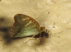 Argynnis paphia Argynnis paphia