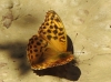 Argynnis paphia Argynnis paphia