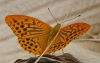 Argynnis paphia Argynnis paphia