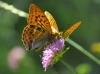 Argynnis paphia Argynnis paphia